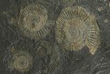 Dactylioceras Ammonite Cluster - Posidonia Shale, Germany #242681-1